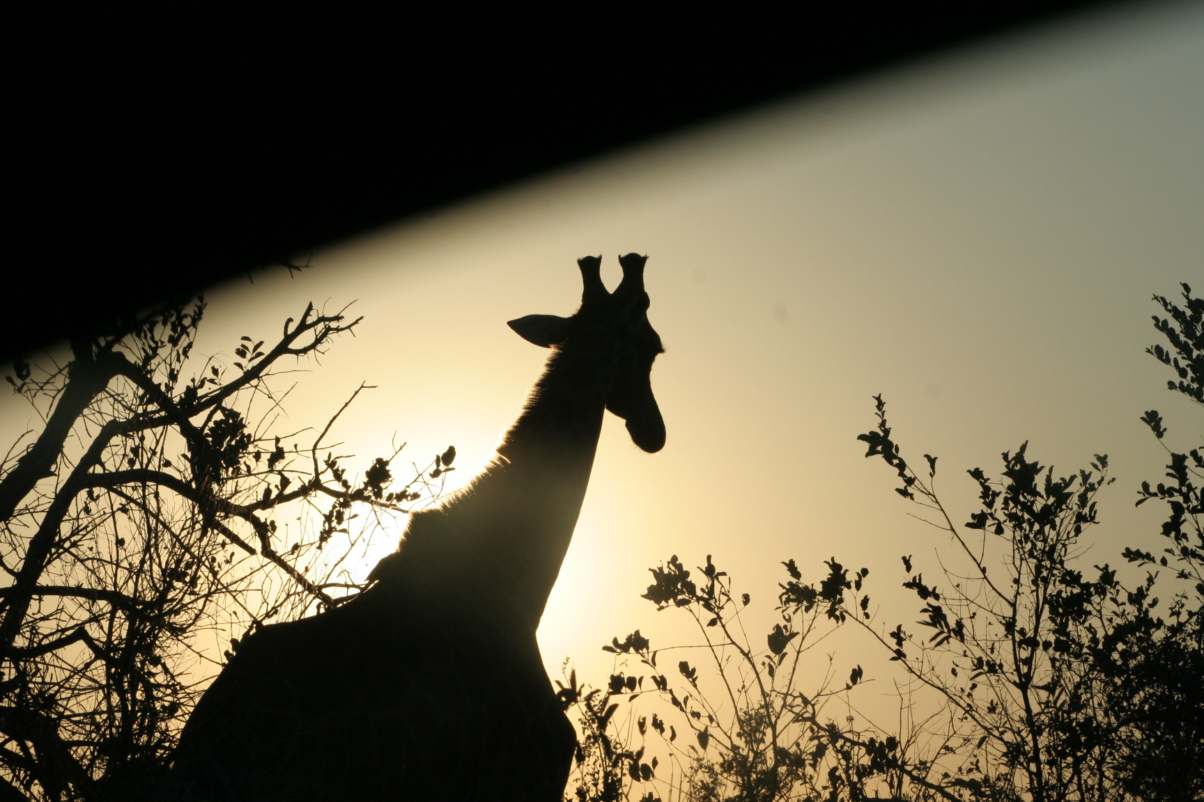 A dark silhouette of a Giraffe, standing in front of the setting sun. In Kruger National Park, South Africa.