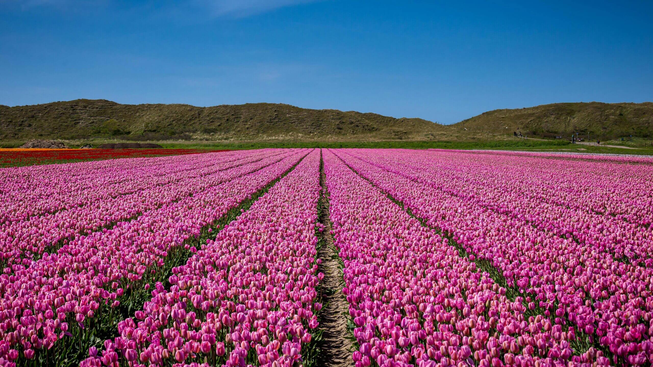 Pink tulip fields in the Netherlands.