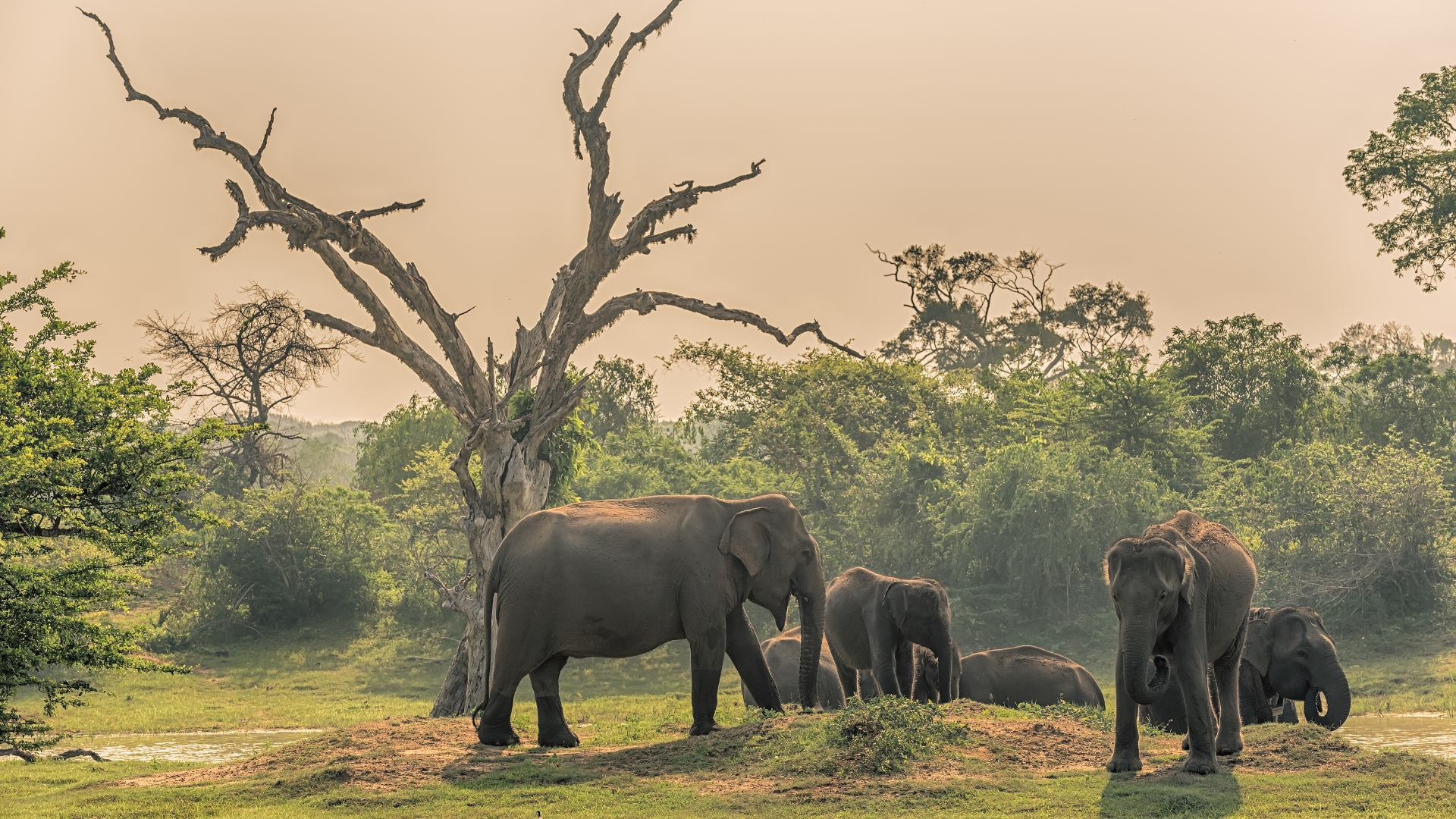 Udawalawe National Park