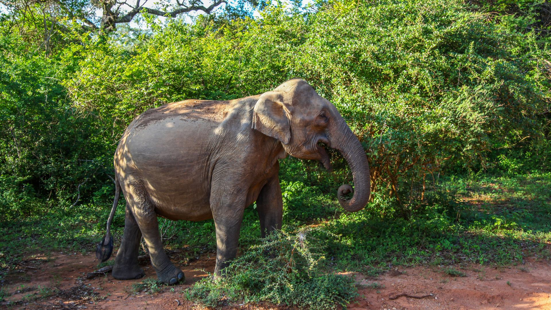 Yala vs Udawalawe National Park Safari