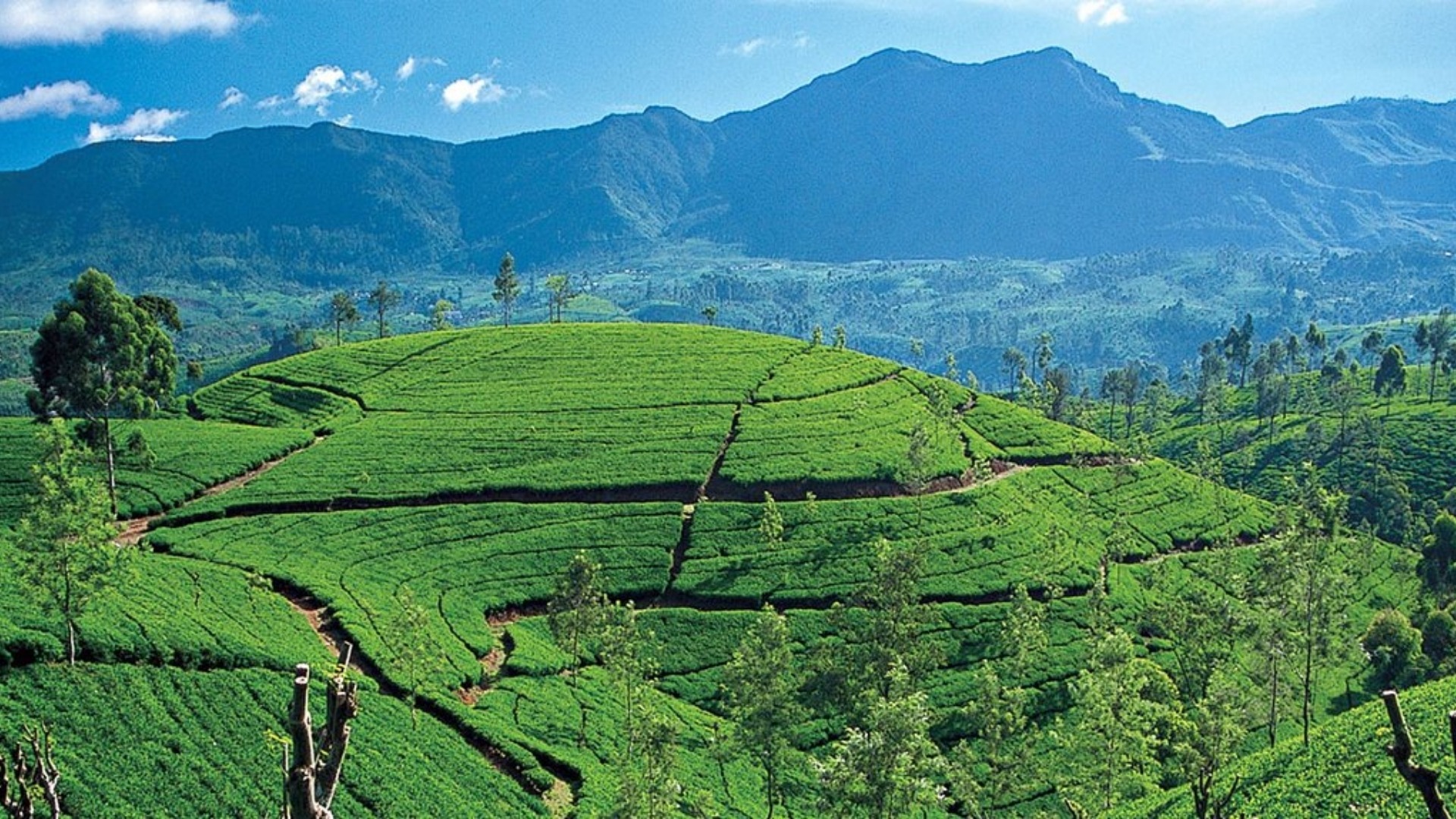 Tour a Tea Factory & Plantations