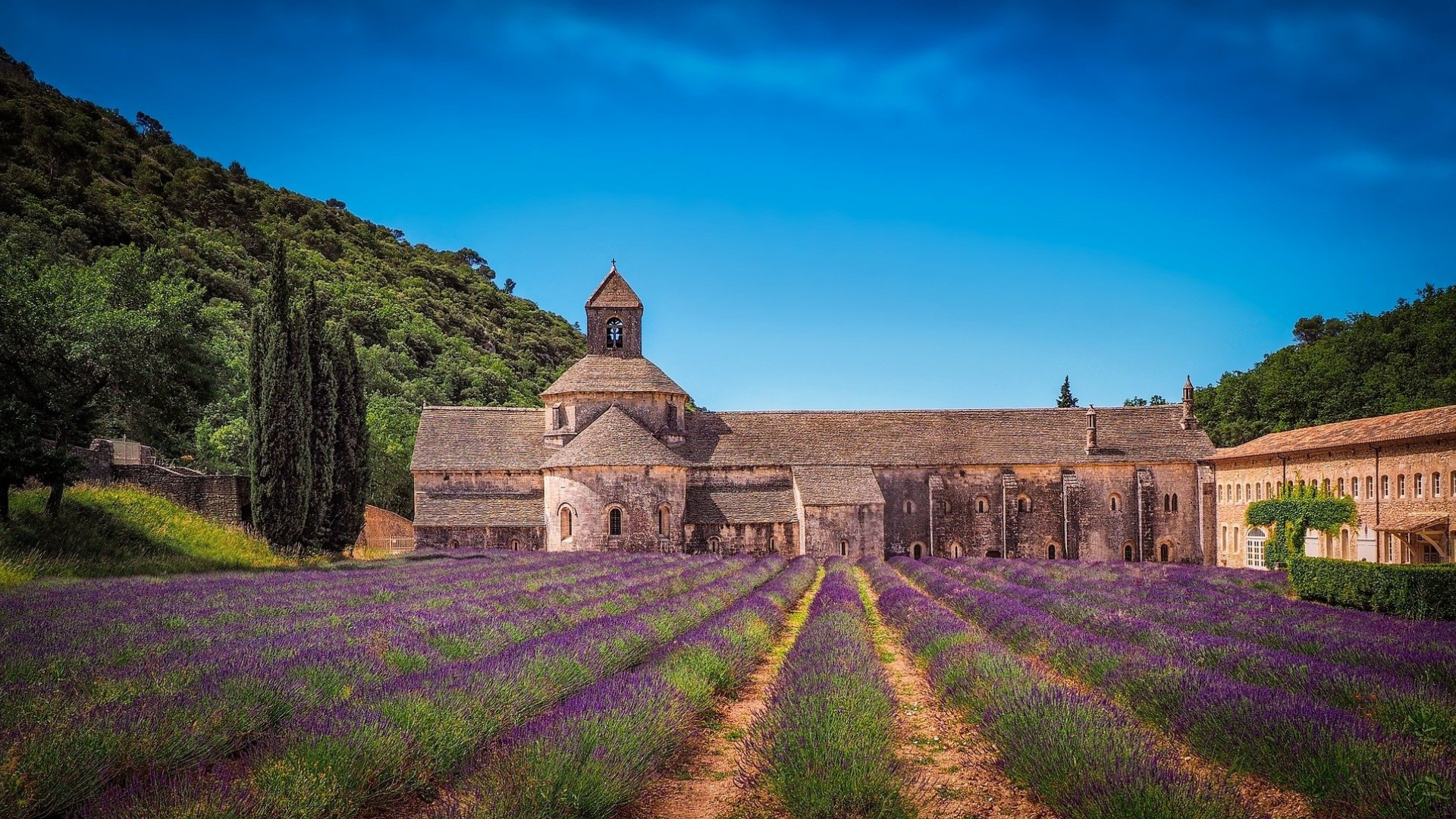 Provence Lavender Region