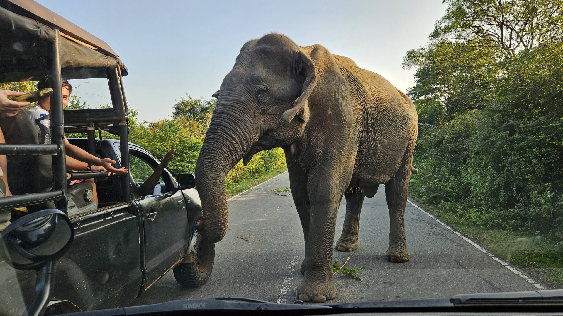Yala safari